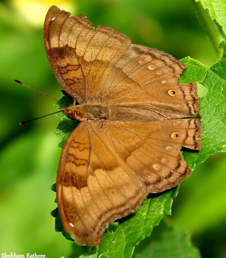 Chocolate Pansy I am unable to identify these, but they are very common and are not so timid as the others Chocolate Pansy,Fall,Geotagged,India,Junonia iphita