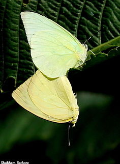 Common emigrants Mating This is a really rare sight,and I am lucky enough to stumble upon it :) :) Catopsilia pomona,Common Emigrant,Lemon Emigrant