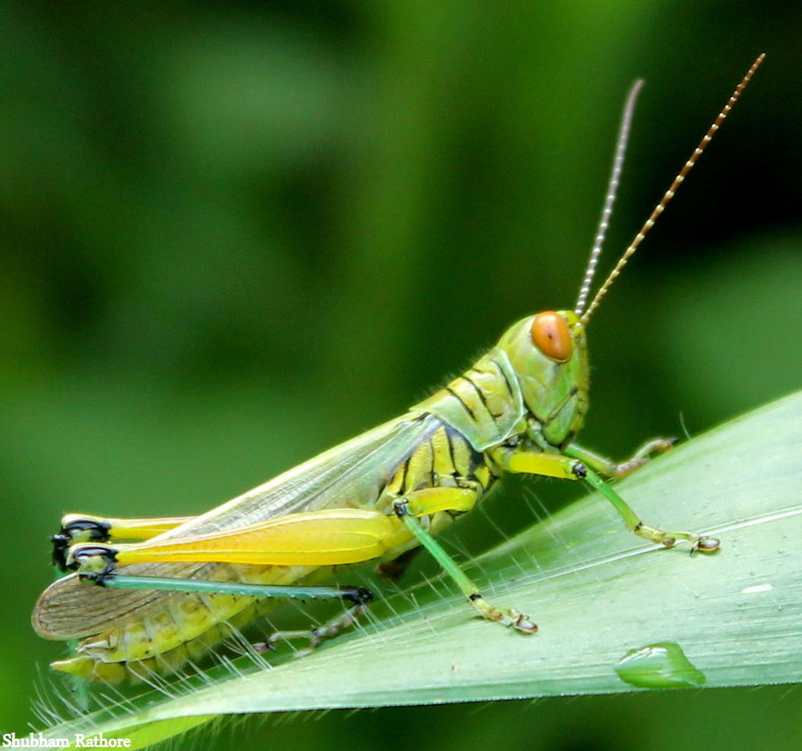 grasshopper