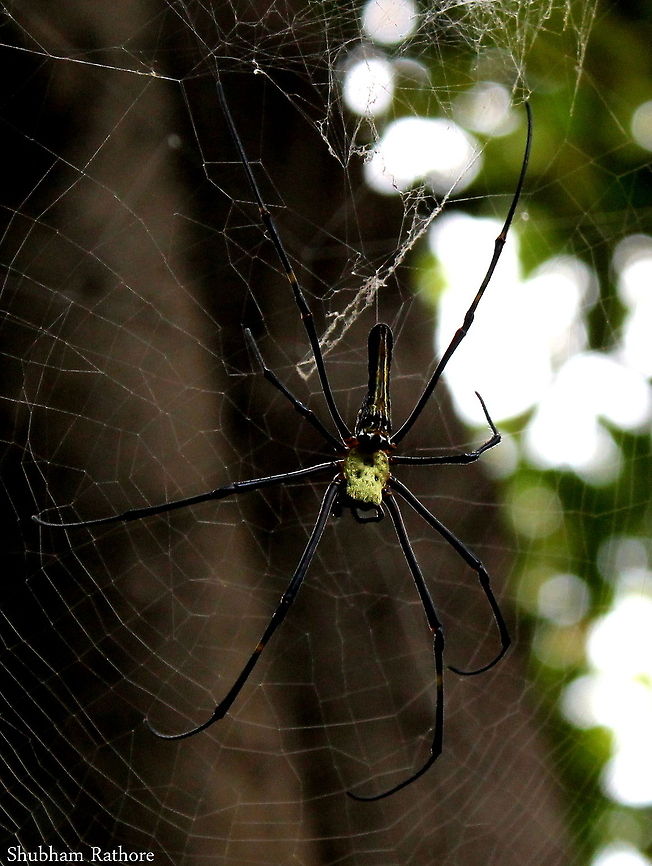 Golden orbweaver (Nephila pilipes) huge isn&#039;t it?? Fall,Geotagged,India,Nephila pilipes