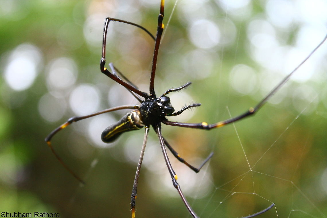 Golden Orbweaver As close as I can get to this giant 'Thing' Nephila pilipes
