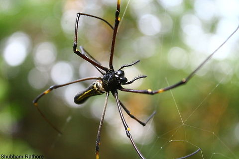 Golden Orbweaver As close as I can get to this giant 'Thing' Nephila pilipes
