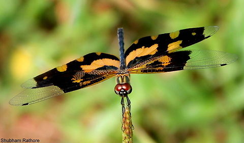 Common Picture Wing I've tried all books, can't find this species, the wings are spectacular Rhyothemis variegata
