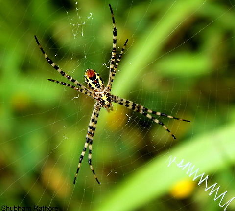 Garden spider or st.andrew's cross spider This specimen belongs to the species ''Argiope" Argiope trifasciata