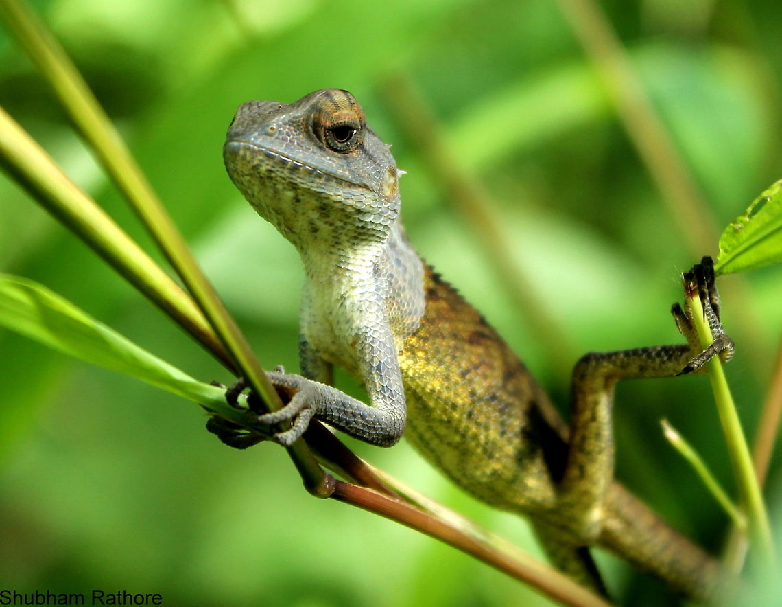Calotes versicolor(Male) It poised pretty well before jumping back into the bushes Calotes versicolor,Fall,Geotagged,India,Oriental Garden Lizard
