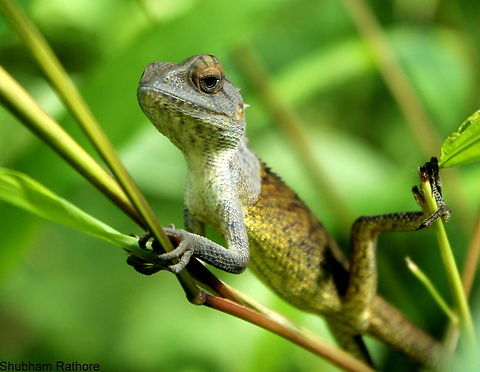 Calotes versicolor(Male) It poised pretty well before jumping back into the bushes Calotes versicolor,Fall,Geotagged,India,Oriental Garden Lizard