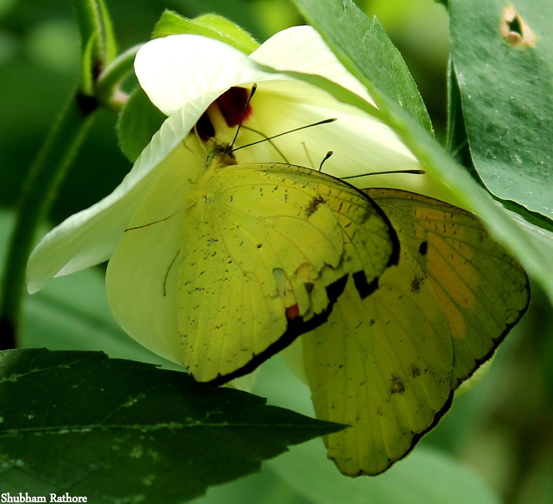 Yellow orange tips feeding A brief moment of awe, these two flew away the moment I took a snap Ixias pyrene,Yellow Orange Tip