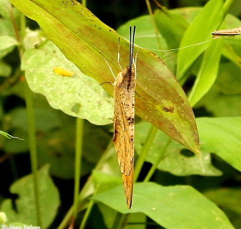 White orange tip(wings closed) October is the prime time for these butterflies to emerge, it's a beautiful sight to watch as they flutter around you in excitement