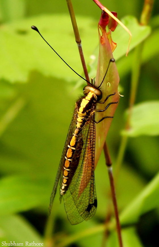 Owlfly Please identify. Although it&#039;s really beautiful
