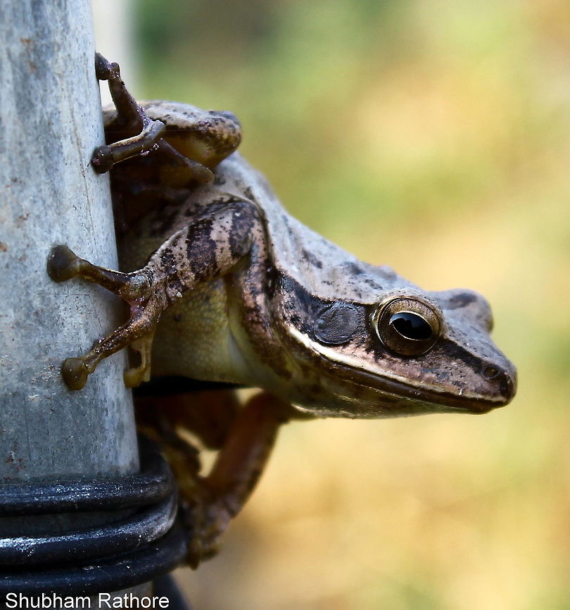 Mangrove Frog I am in love, That's all I am gonna say Crab-eating Frog,Fall,Fejervarya cancrivora,Geotagged,India,Polypedates maculatus,polypedatus maculatus