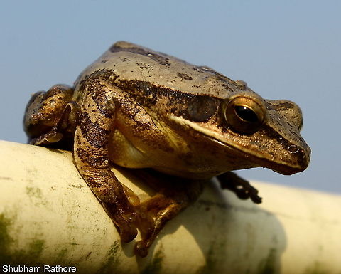 Mangrove Frog Perched on a pipe Crab-eating Frog,Fall,Fejervarya cancrivora,Geotagged,India,Polypedates maculatus,polypedatus maculatus