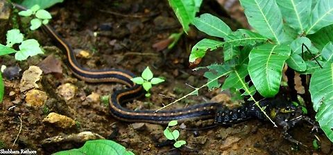 Buff stiped keelback I shot the entire sequence of this beauty eating that toad Amphiesma stolatum,Buff striped keelback,Geotagged,India,Keelback,Tropidonophis mairii