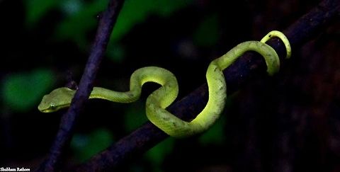 Bamboo pit viper(baby) My first pit viper, and my first shot at a reptile. Beautiful creature I couldn't take my eyes off it for even a second. Trimeresurus gramineus