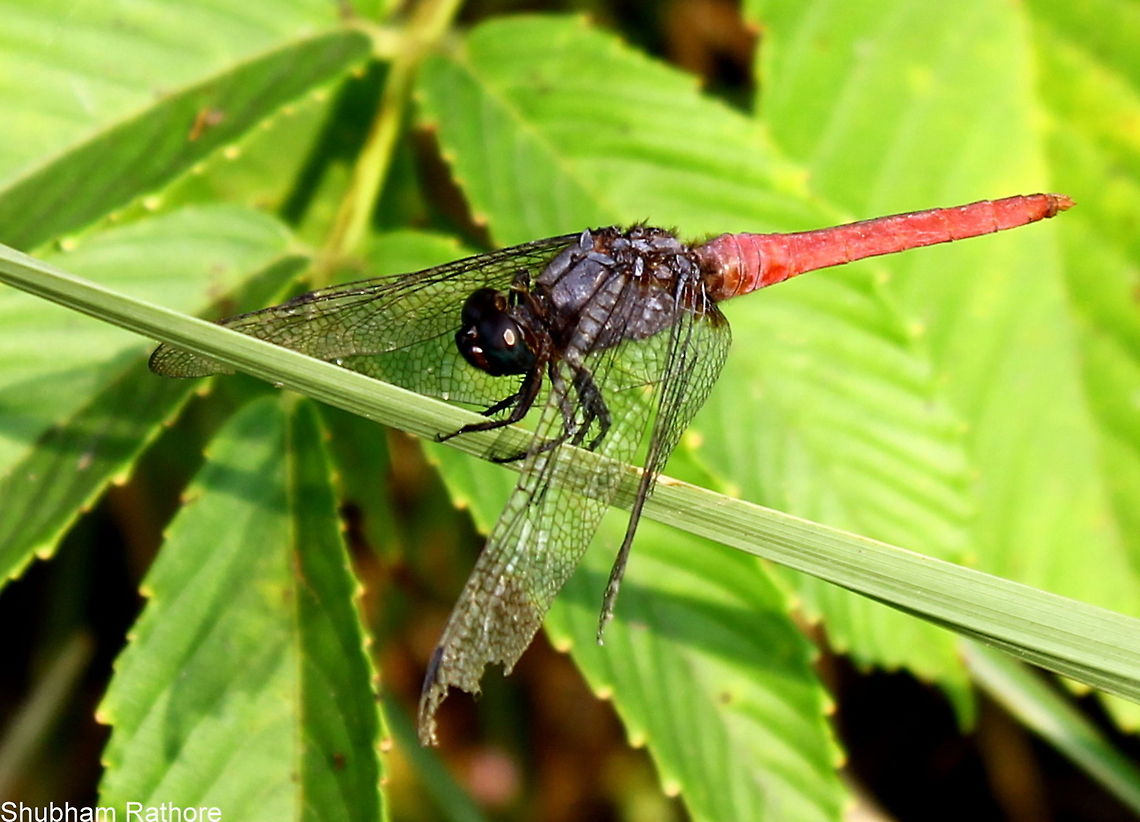 Crimson-tailed marshhawk It has been in a fight Orthetrum pruinosum