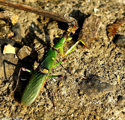 Indian flower praying mantis  Creobroter pictipennis