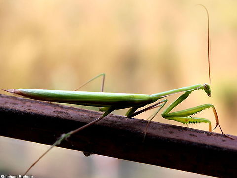 Praying Mantis I tend to get really close to my subjects, and they understand my intentions I guess :) European Mantis,Mantis religiosa