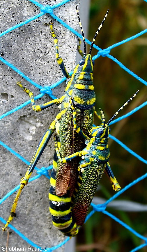 Poekilocerus pictus (Gaudy Grasshopper)*mating* The larger one is the Female and the smaller one is the male :) Fall,Geotagged,India,Painted Grasshopper,Poekilocerus pictus