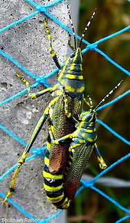 Poekilocerus pictus (Gaudy Grasshopper)*mating* The larger one is the Female and the smaller one is the male :) Fall,Geotagged,India,Painted Grasshopper,Poekilocerus pictus