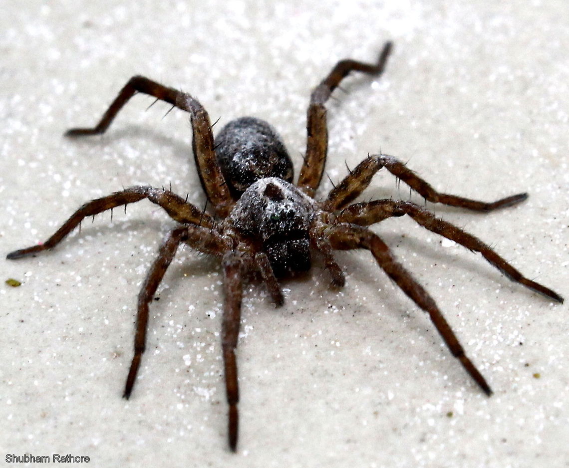 Hobo spider Pretty fast  Hobo spider,Tegenaria agrestis