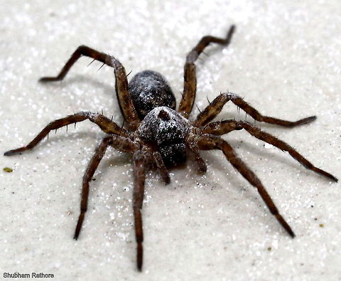 Hobo spider Pretty fast  Hobo spider,Tegenaria agrestis