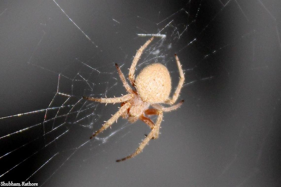 Garden Orb weaver
