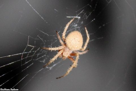Garden Orb weaver