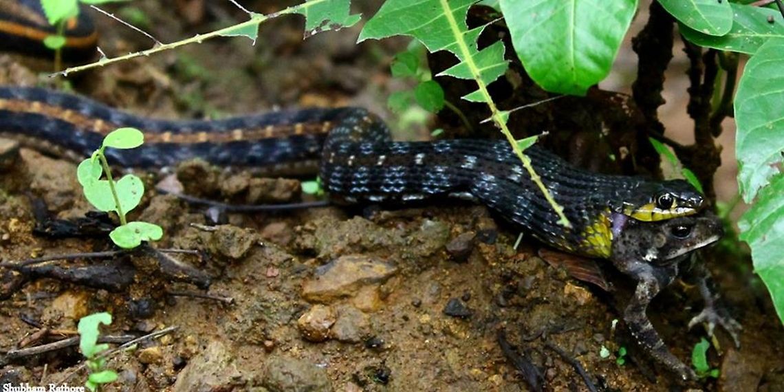 Ribbed keelback Close up Amphiesma stolatum,Buff striped keelback,Geotagged,India,Keelback,Tropidonophis mairii