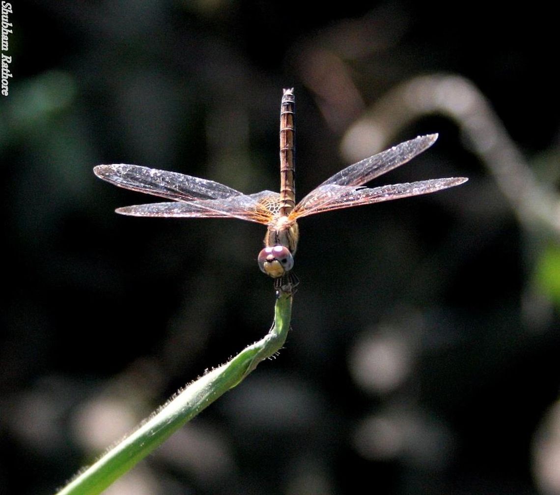 Crimson Marsh Glider My first dragonfly shot. It looked straight into the cam Crimson Marsh Glider,Trithemis aurora