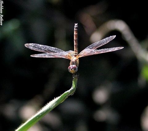 Crimson Marsh Glider My first dragonfly shot. It looked straight into the cam Crimson Marsh Glider,Trithemis aurora