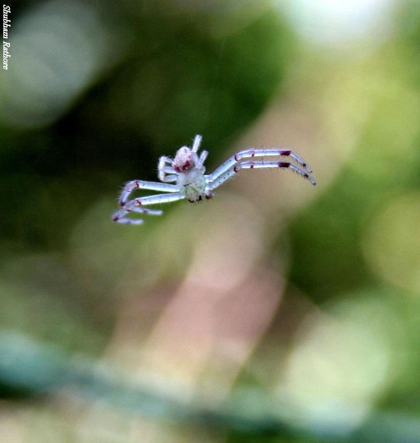 spider
