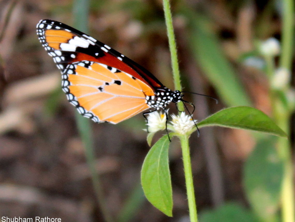 Monarch Butterfly *Happy dance* African Monarch,Danaus chrysippus