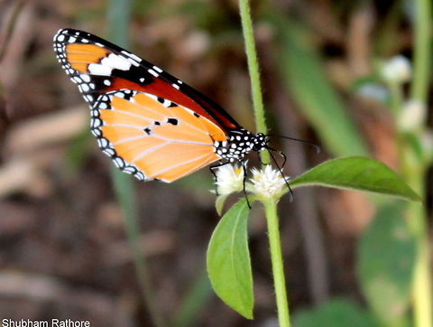 Monarch Butterfly *Happy dance* African Monarch,Danaus chrysippus