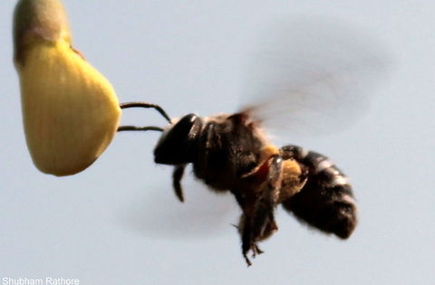 Honey bee Please Identiy