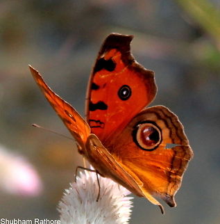 Peacock pansy  Junonia almana,Peacock Pansy