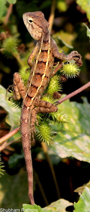 Common Garden Lizard The wonderful poise Calotes versicolor,Oriental Garden Lizard