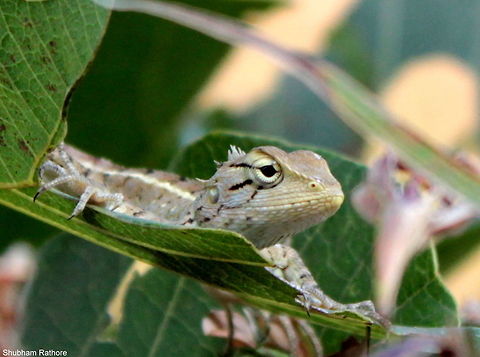 Calotes versicolor(male) Perched on a leaf Calotes versicolor,Oriental Garden Lizard