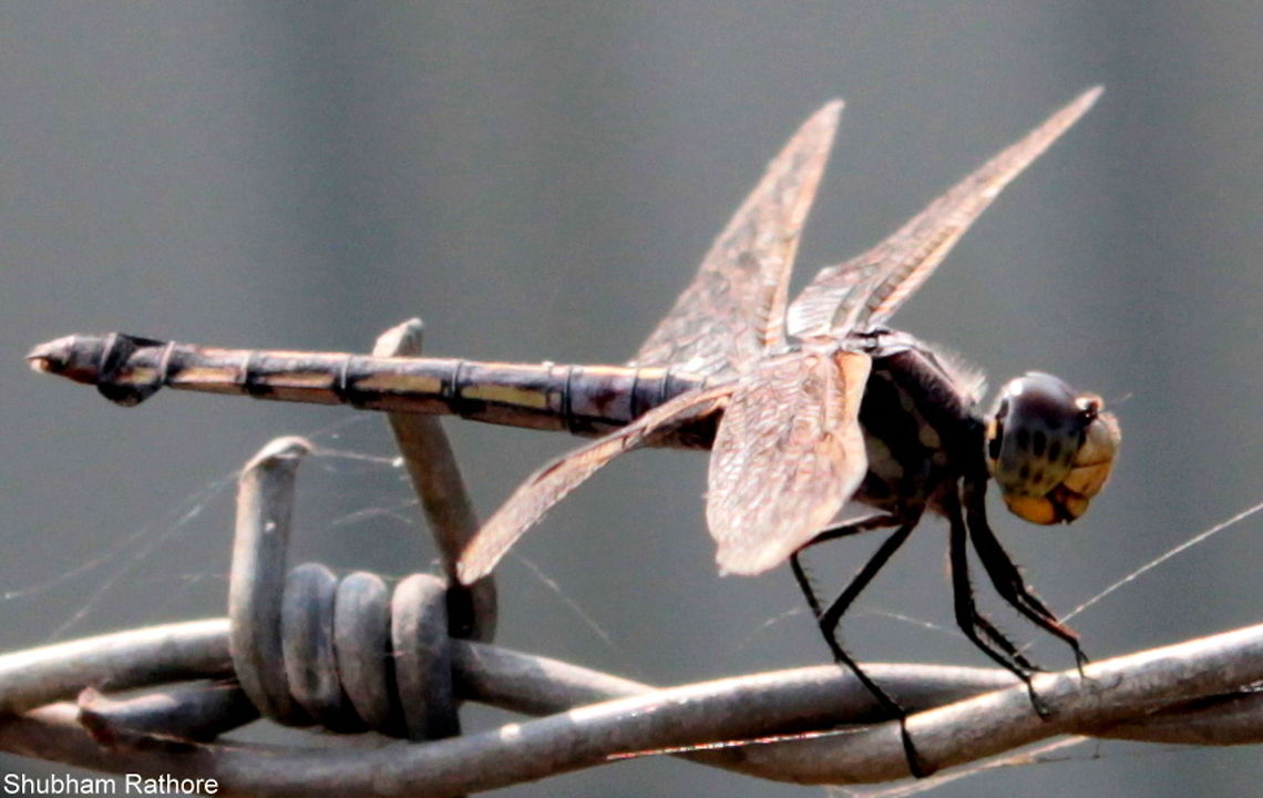 Yellow-tailed Ashy Skimmer  Ophiogomphus severus,Pale Snaketail,Potamarcha congener