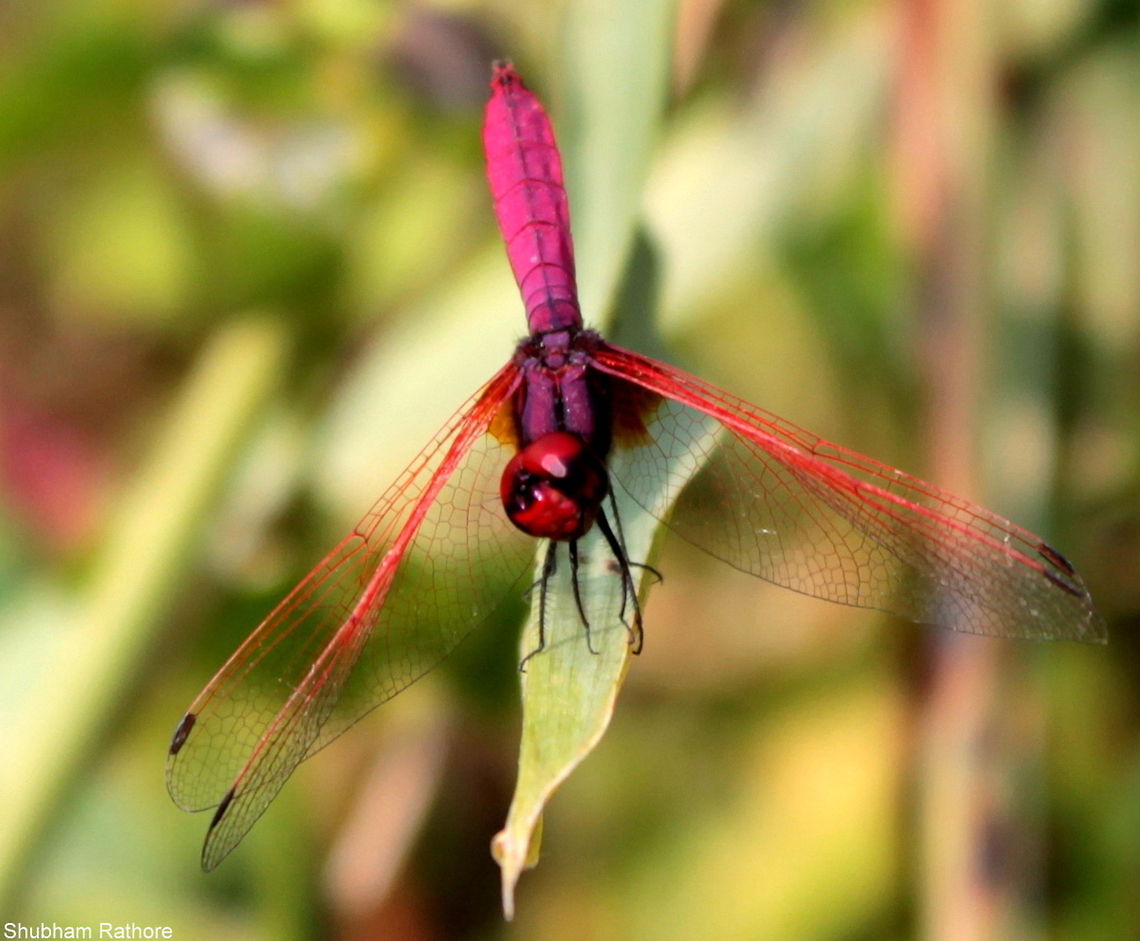 Crimson Marsh Glider It likes selfies, I guess :P Trithemis aurora