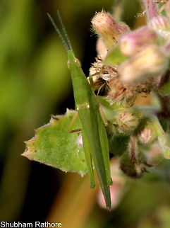 Acrida exaltata (Grasshopper) Timid is an understatement. -_- Acrida exaltata
