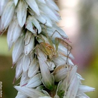 Lynx Spider  Geotagged,India