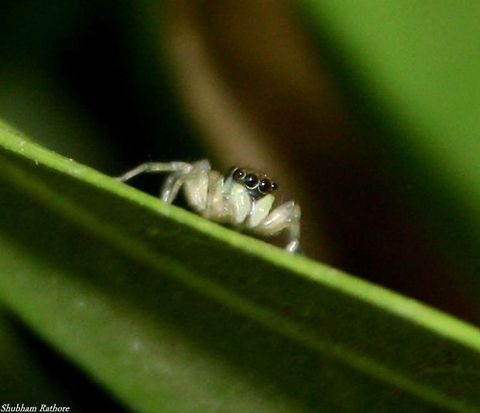 Phintella vittata Banded phintella jumping spider Banded Phintella,Phintella vittata