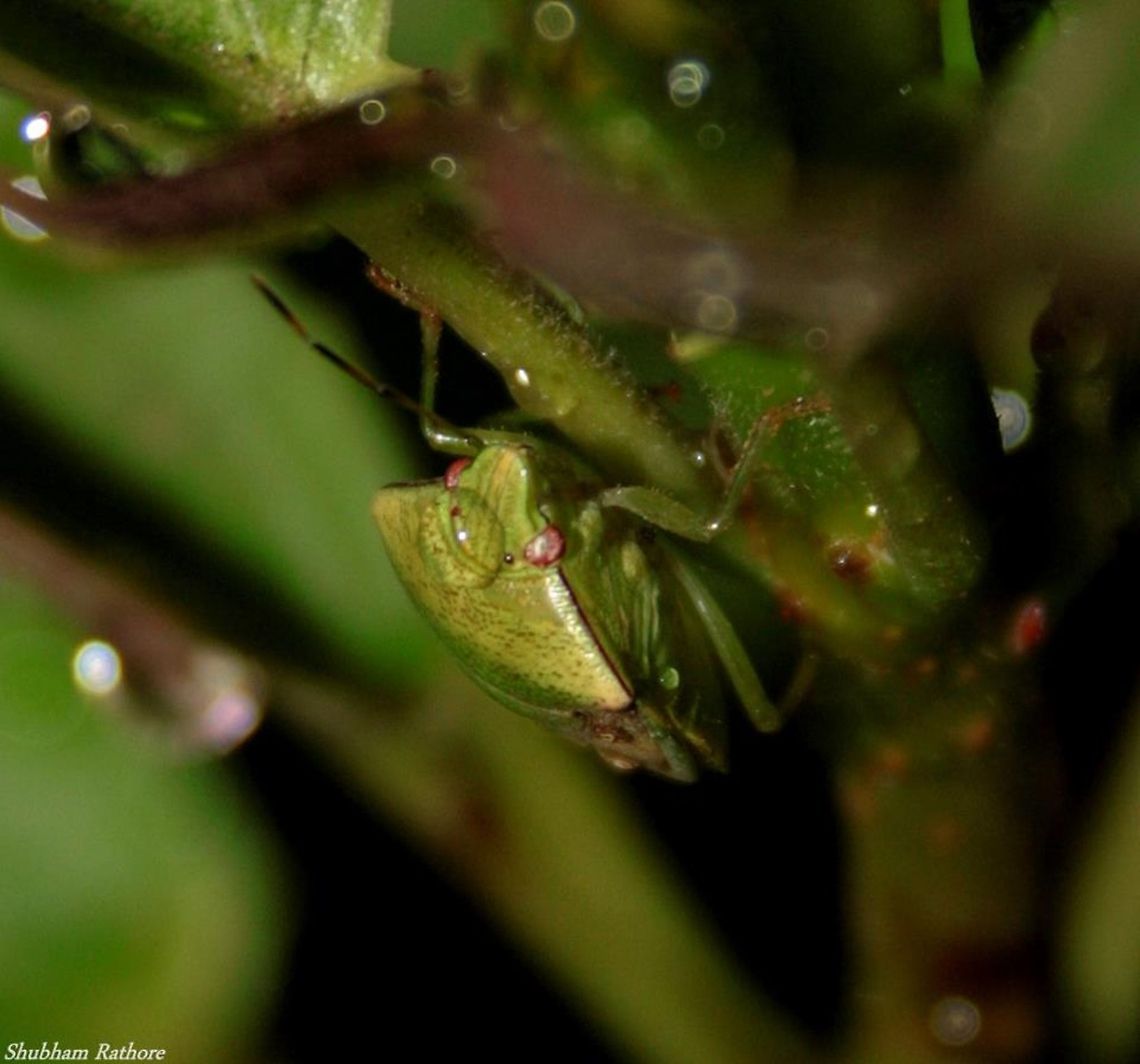 Green shield bug Well hidden :) Green shield bug,Palomena prasina