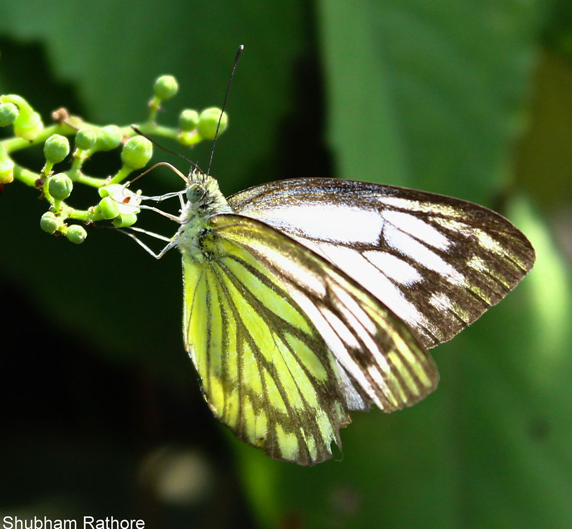 Common Gull Very docile, yet the best ones to click Cepora nerissa,Common Gull