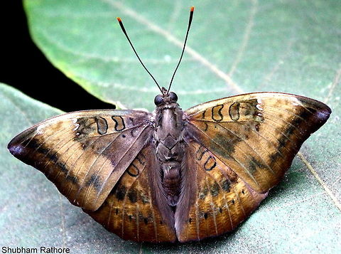 Common baron  Common Baron,Euthalia aconthea,Fall,Geotagged,India