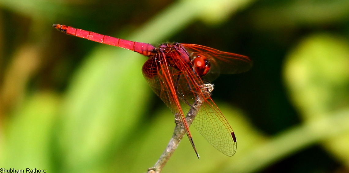 Crimson marsh glider  Crimson Marsh Glider,Trithemis aurora
