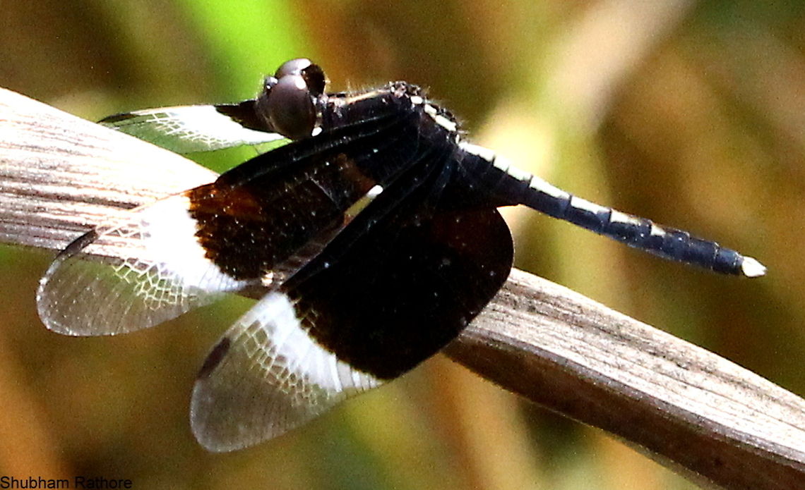 Paddy Skimmer  Common Picture Wing,Neurothemis tullia,Pied Paddy Skimmer,Rhyothemis variegata