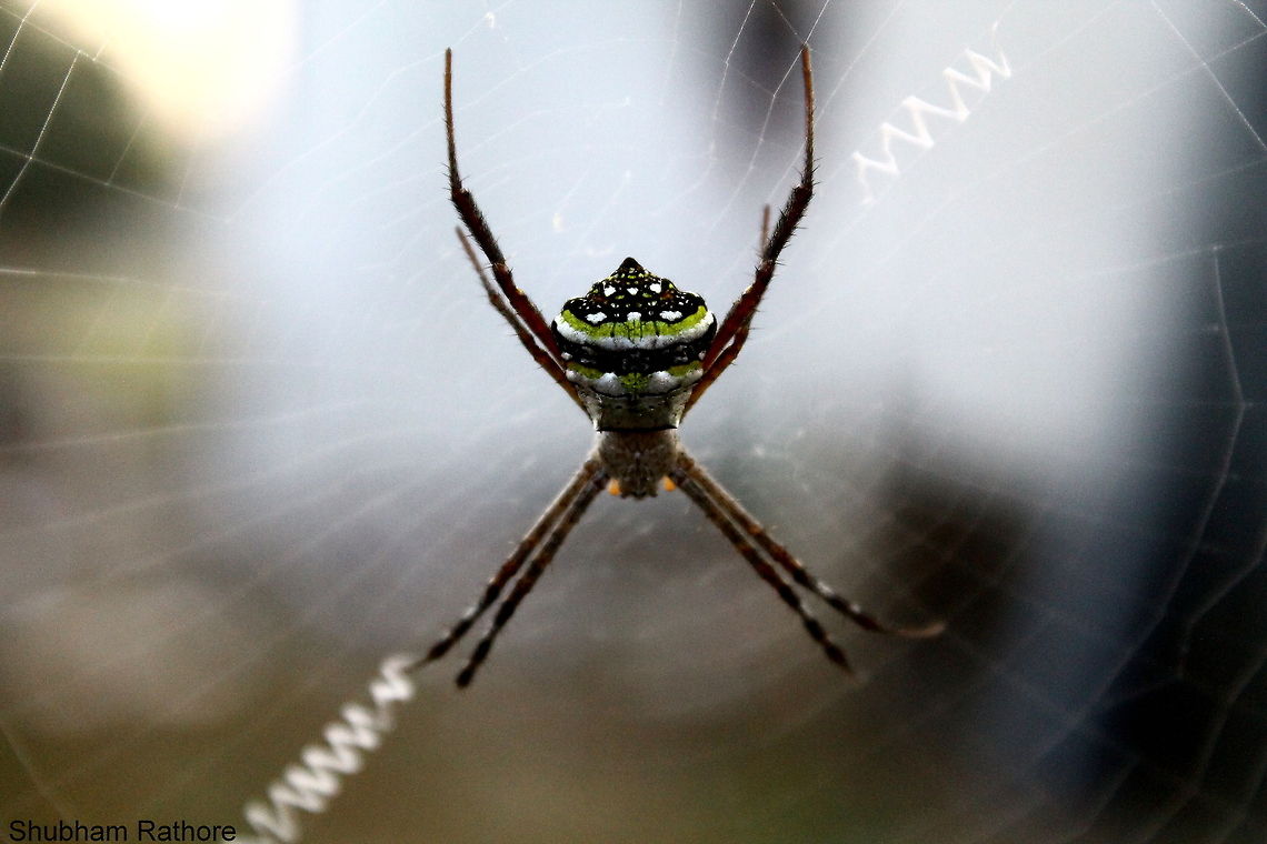 Signature Spider Focused butt :p<br />
 Argiope anasuja,Signature Spider