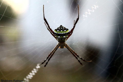 Signature Spider Focused butt :p
 Argiope anasuja,Signature Spider