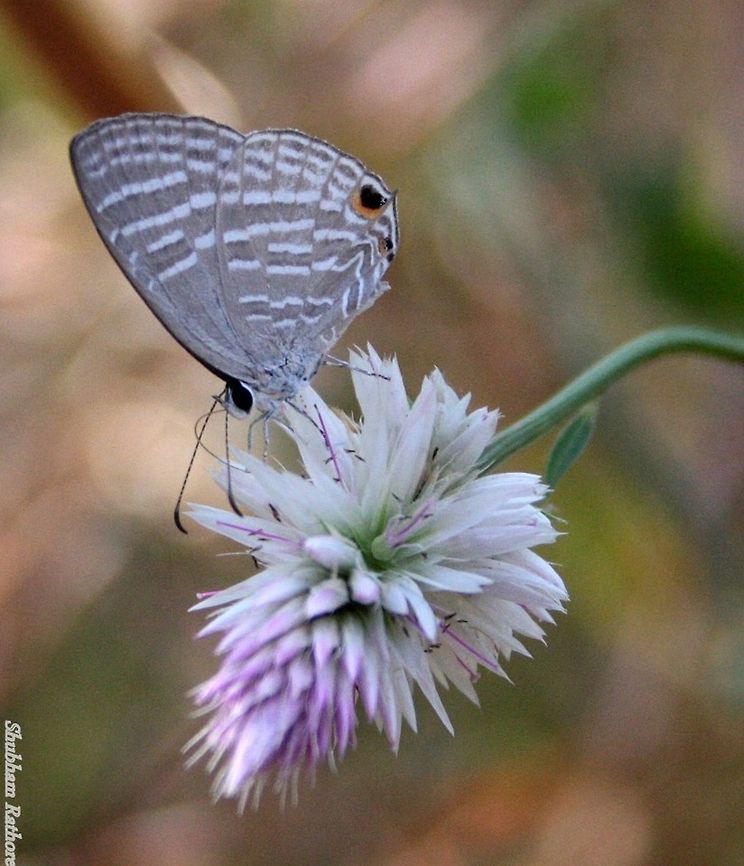 Cerulean butterfly