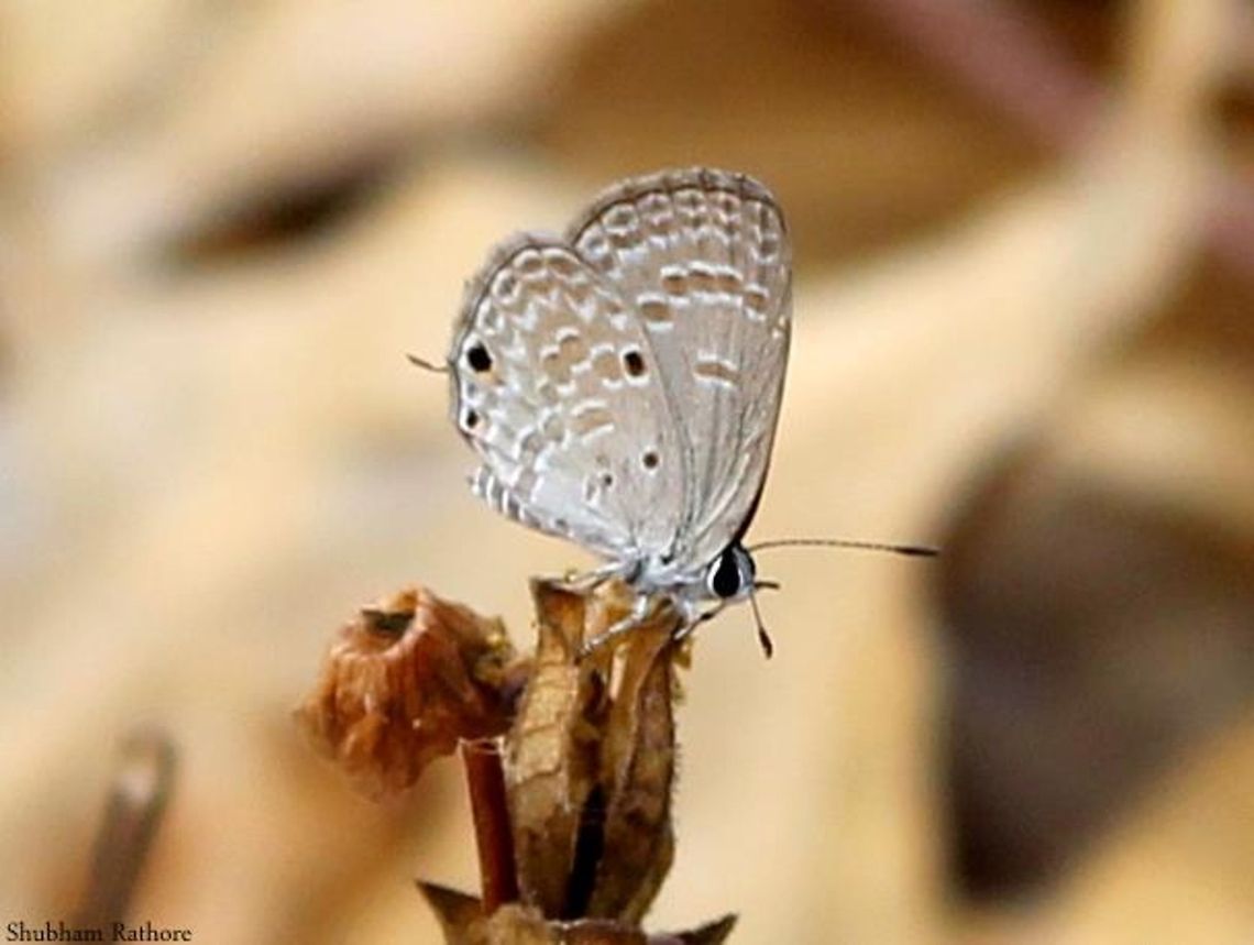 Peablue Perched on a twig Chilades pandava,Plains Cupid